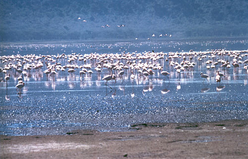 Rift Valley lakes